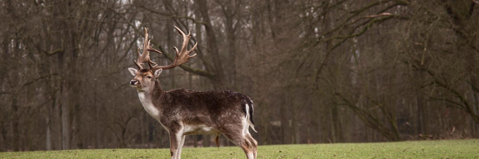 Wildpark Düsseldorf Grafenberg
